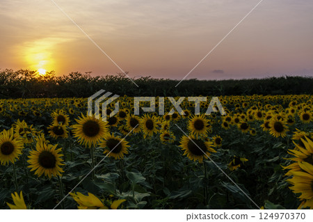 Sunflowers on Kurima Island - Evening Scenery Sunflowers on Kurima Island - Evening Scenery 124970370