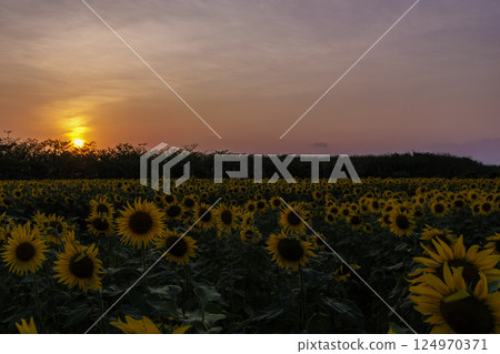 Sunflowers on Kurima Island - Evening Scenery 124970371