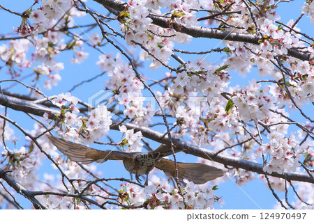 一隻棕耳鵯在櫻桃樹上飛翔 124970497