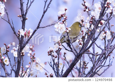 Mejiro吮吸梅花的蜂蜜 Mejiro吮吸梅花的蜂蜜 124970498