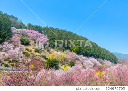 埼玉縣比企郡小川町上光寺－桃花、野櫻花、木瓜盛開的小川町的香格里拉 124970705