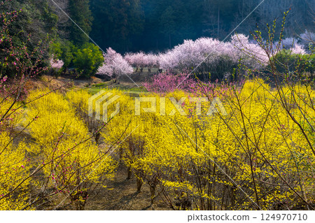 Jokoji, Ogawamachi, Hiki District, Saitama Prefecture - Ogawamachi's Shangri-La where peach blossoms, wild cherry blossoms, and Chinese quince bloom 124970710