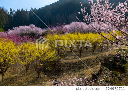 Jokoji, Ogawamachi, Hiki District, Saitama Prefecture - Ogawamachi's Shangri-La where peach blossoms, wild cherry blossoms, and Chinese quince bloom Jokoji, Ogawamachi, Hiki District, Saitama Prefecture - Ogawamachi's Shangri-La where peach blossoms, wild cherry blossoms, and Chinese quince bloom 124970711
