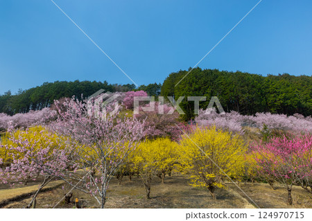 埼玉縣比企郡小川町上光寺－桃花、野櫻花、木瓜盛開的小川町的香格里拉 124970715