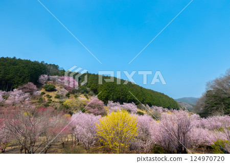 Jokoji, Ogawamachi, Hiki District, Saitama Prefecture - Ogawamachi's Shangri-La where peach blossoms, wild cherry blossoms, and Chinese quince bloom Jokoji, Ogawamachi, Hiki District, Saitama Prefecture - Ogawamachi's Shangri-La where peach blossoms, wild cherry blossoms, and Chinese quince bloom 124970720