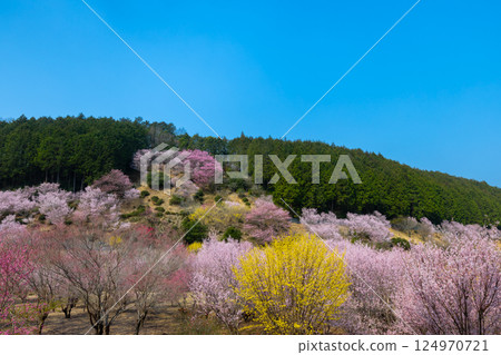 Jokoji, Ogawamachi, Hiki District, Saitama Prefecture - Ogawamachi's Shangri-La where peach blossoms, wild cherry blossoms, and Chinese quince bloom Jokoji, Ogawamachi, Hiki District, Saitama Prefecture - Ogawamachi's Shangri-La where peach blossoms, wild cherry blossoms, and Chinese quince bloom 124970721
