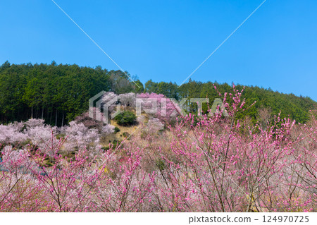 埼玉縣比企郡小川町上光寺－桃花、野櫻花、木瓜盛開的小川町的香格里拉 124970725