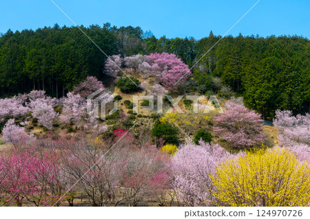 Jokoji, Ogawamachi, Hiki District, Saitama Prefecture - Ogawamachi's Shangri-La where peach blossoms, wild cherry blossoms, and Chinese quince bloom Jokoji, Ogawamachi, Hiki District, Saitama Prefecture - Ogawamachi's Shangri-La where peach blossoms, wild cherry blossoms, and Chinese quince bloom 124970726