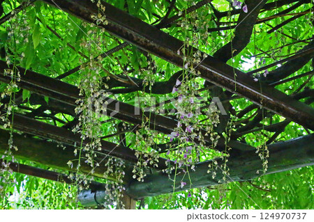 Takachiho Gorge, Fresh greenery, Kyushu Takachiho Gorge, Fresh greenery, Kyushu 124970737