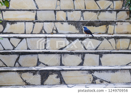 Miyako Island's Bluebird: Rock Thrush 124970956