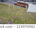 少女峰鐵路，背景是客來雪德的高山花卉 124970982
