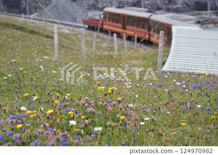 Jungfrau Railway with alpine flowers in the background at Kleine Scheidegg 124970982
