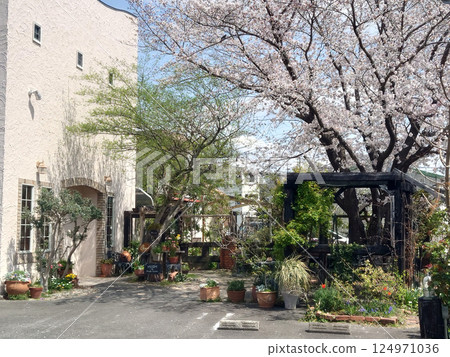 歐式花園裡的櫻花 歐式花園裡的櫻花 124971036