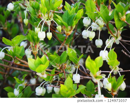 Daeda Dengoshi的白花 Daeda Dengoshi的白花 124971037