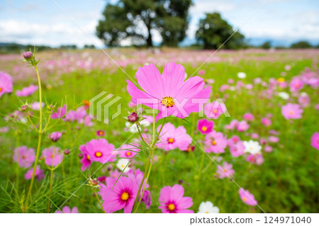 沐浴秋日陽光的粉紅波斯菊 124971040