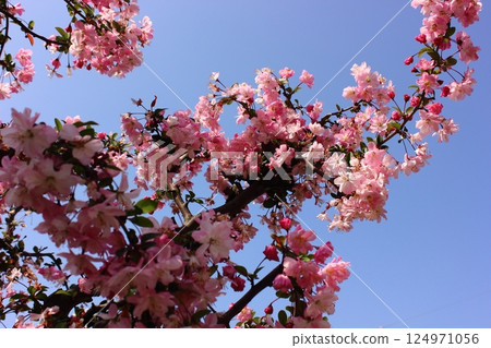 湛藍的天空和盛開的雛菊（2） 124971056