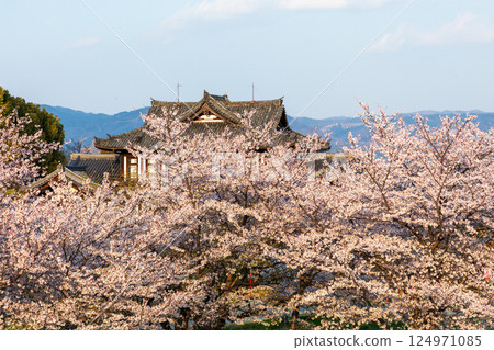 郡山城遺址的染井吉野櫻花盛開 124971085
