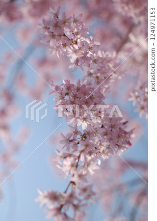 野櫻花的逆光照片/逆光下的野櫻花樹（垂枝紅櫻花） 124971153