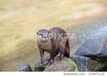 水族館裡的小爪水獺 124971219