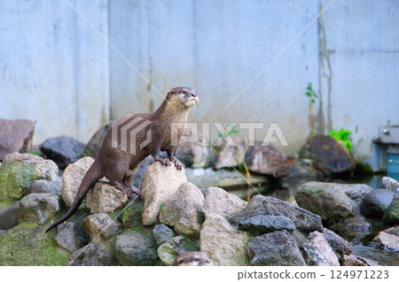 水族館裡的小爪水獺 124971223