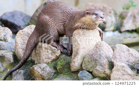 亞洲小爪水獺在岩石上休息 124971225