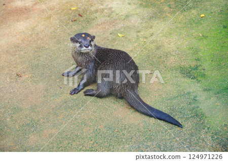small-clawed otter in aquarium small-clawed otter in aquarium 124971226