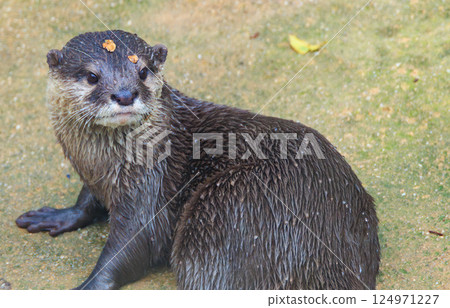 small-clawed otter in aquarium small-clawed otter in aquarium 124971227