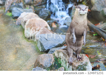 水族館裡的小爪水獺 水族館裡的小爪水獺 124971231