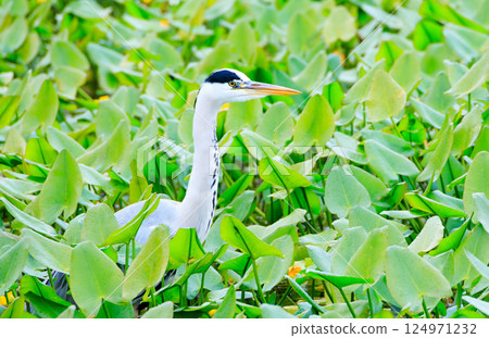 一隻蒼鷺藏身於水生植物之中 124971232