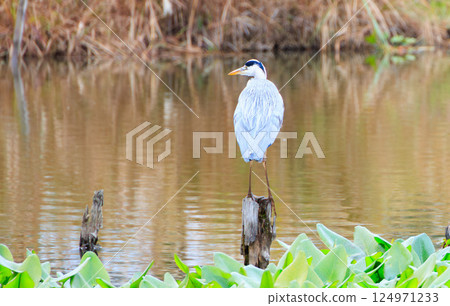 一隻灰鷺站在池塘裡的一棵枯樹上 124971233
