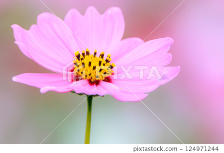 Cosmos flowers 124971244