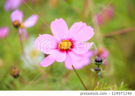 波斯菊花 波斯菊花 124971246