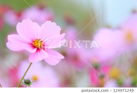 波斯菊花 124971249