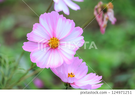 波斯菊花 波斯菊花 124971251
