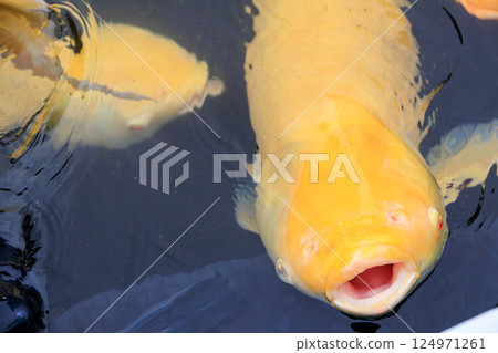 張開嘴巴的白化草魚 124971261
