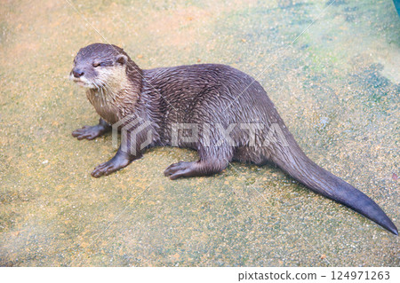 small-clawed otter in aquarium small-clawed otter in aquarium 124971263