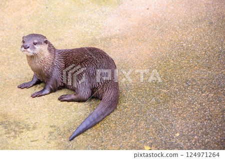 small-clawed otter in aquarium small-clawed otter in aquarium 124971264