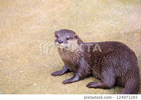 水族館裡的小爪水獺 124971265