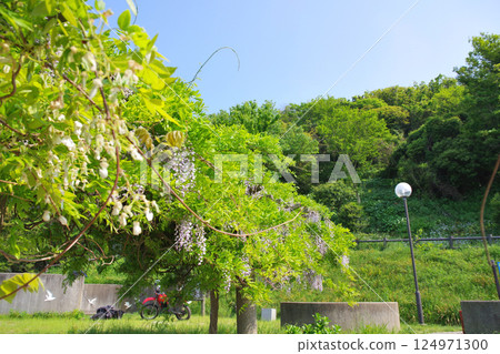 Scenery near Ogijima Lighthouse 124971300