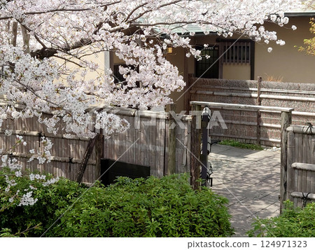 Cherry blossom at Japanese house / Cherry blossoms in full bloom at the entrance of an old house Cherry blossom at Japanese house / Cherry blossoms in full bloom at the entrance of an old house 124971323