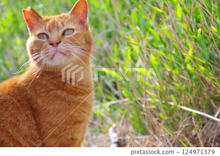 Cat on Masukijima 124971379