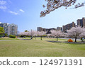 Cherry blossoms in full bloom at Meikai no Oka Park in Urayasu City 124971391