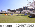 Cherry blossoms in full bloom at Meikai no Oka Park in Urayasu City 124971392