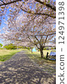 Cherry blossoms in full bloom at Meikai no Oka Park in Urayasu City 124971398