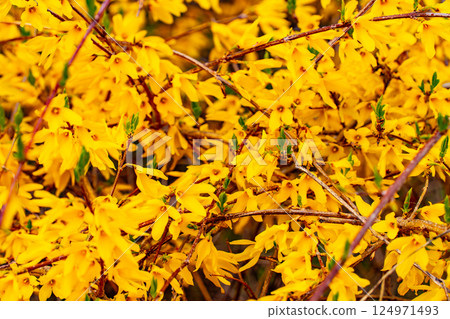 Spring scenery with cherry blossoms and rape blossoms in full bloom Spring scenery with cherry blossoms and rape blossoms in full bloom 124971493