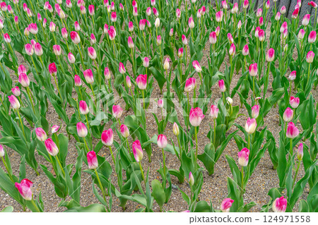 Tulips in the spring sunshine Tulips in the spring sunshine 124971558