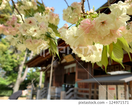 神社裡的黃色櫻花 八幡宮裡盛開的罕見的鬱金櫻花 124971571