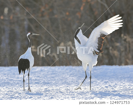 A red-crowned crane spreading its wings and inviting you to dance 124971753
