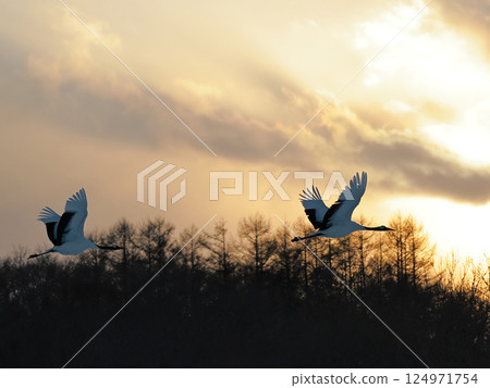 Sunset flying in the sky Sunset flying in the sky 124971754