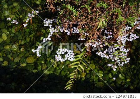 城南宮樂神園：花瓣 124971813
